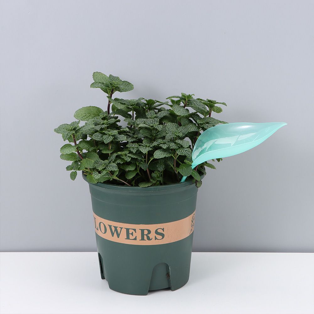 Cute  Watering Leaves (6pcs)
