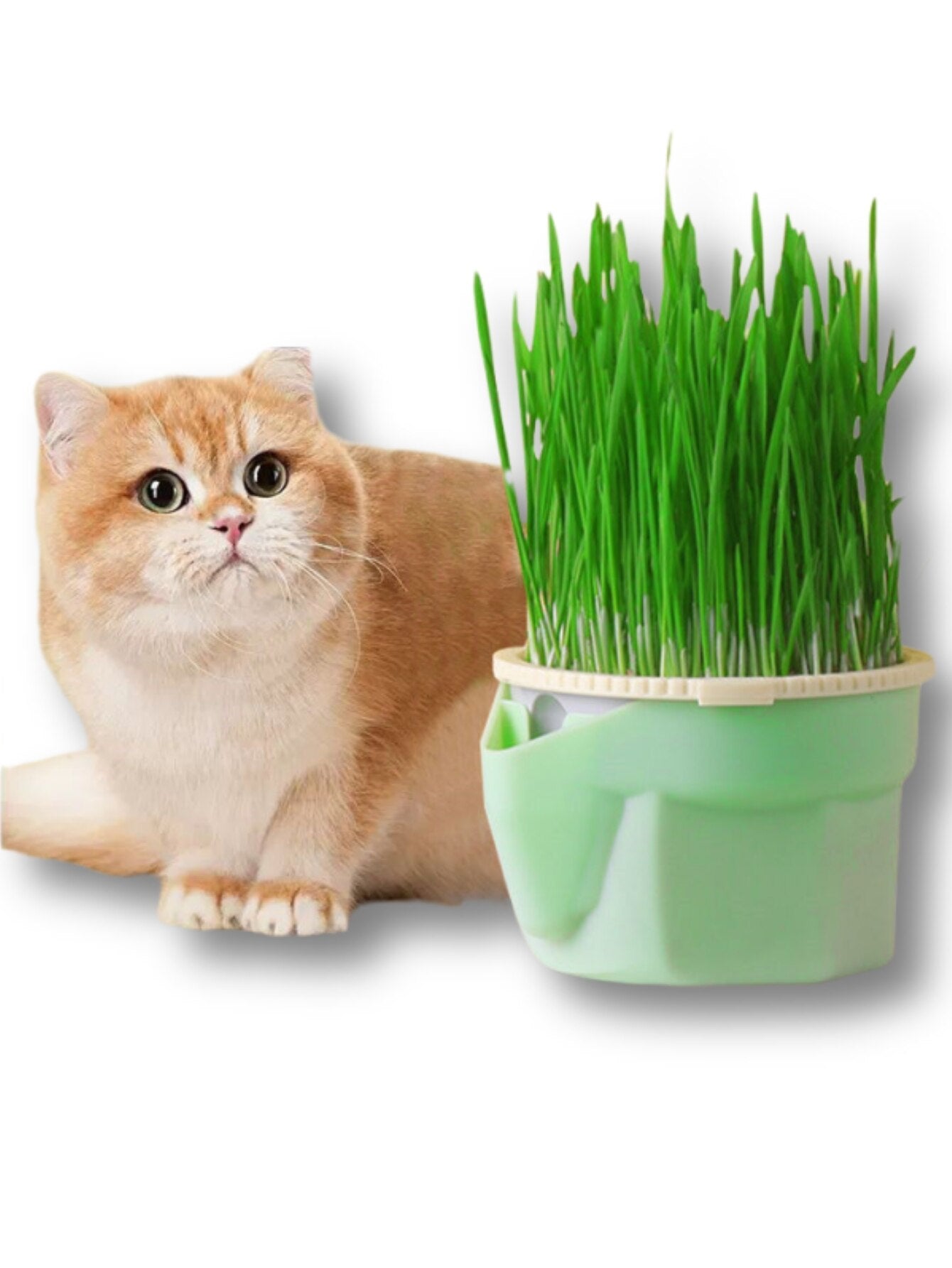 Cat Grass Cup