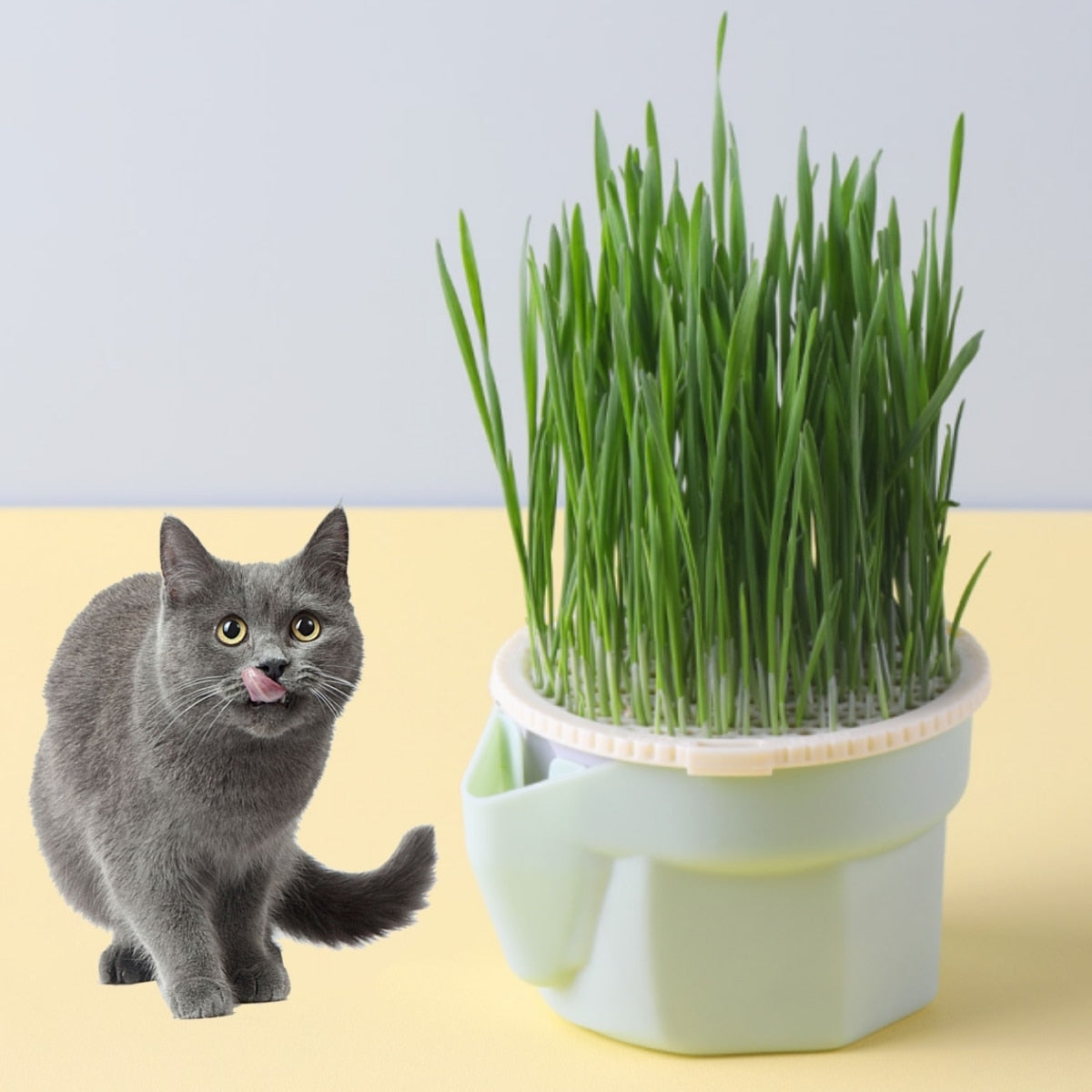 Cat Grass Cup