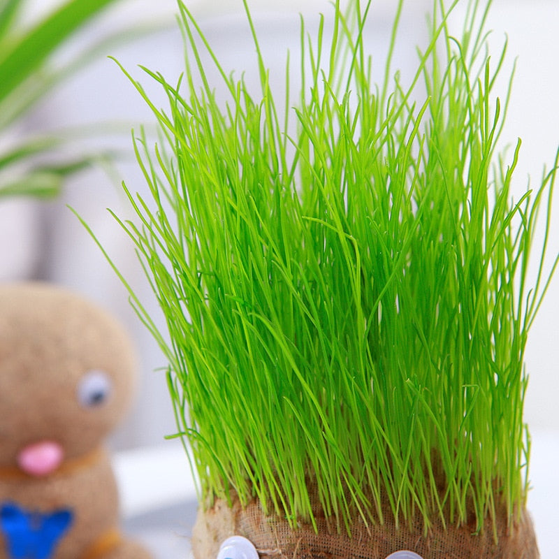 Plant Grass Doll 🌱
