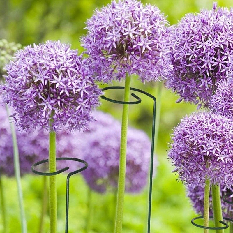 5Pcs Plant Support  Stakes
