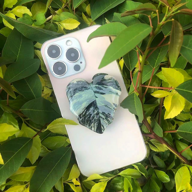 Philodendron Sockets