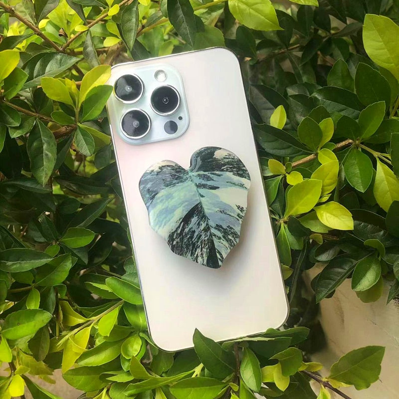 Philodendron Sockets