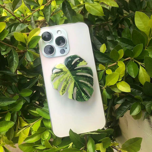 Philodendron Sockets