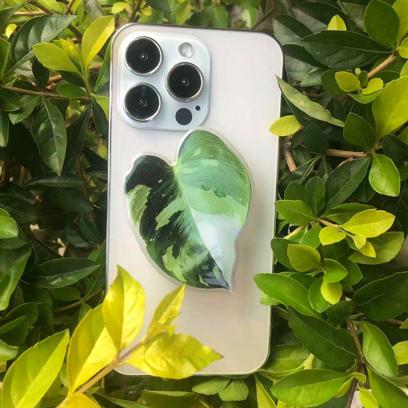 Philodendron Sockets