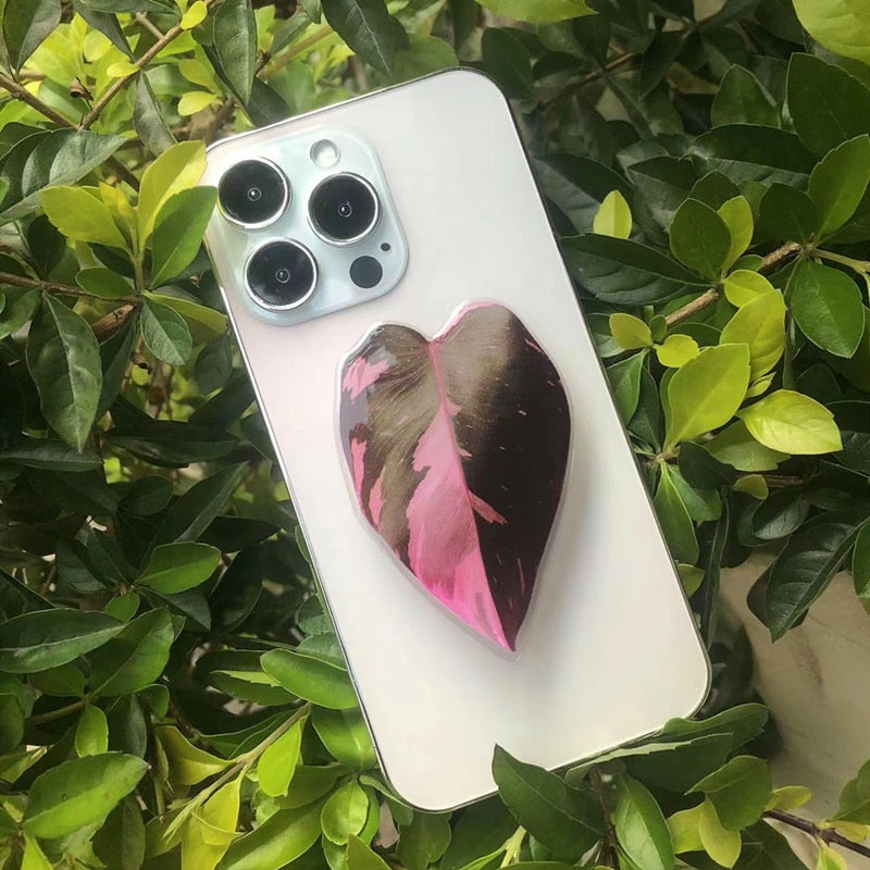 Philodendron Sockets