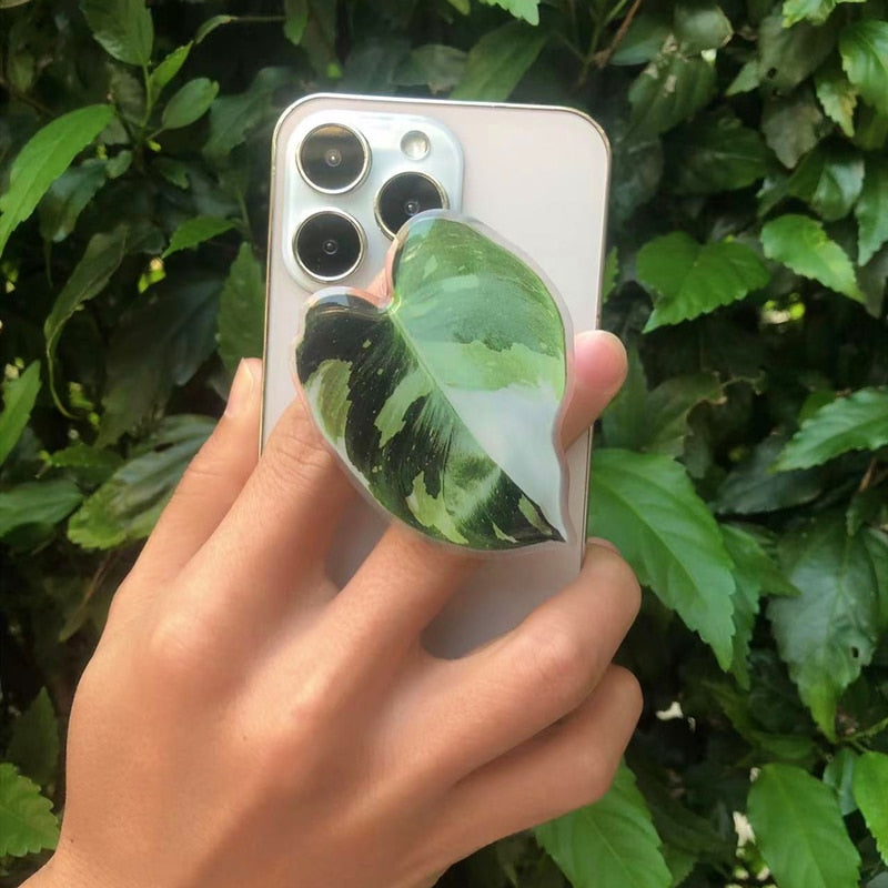 Philodendron Sockets